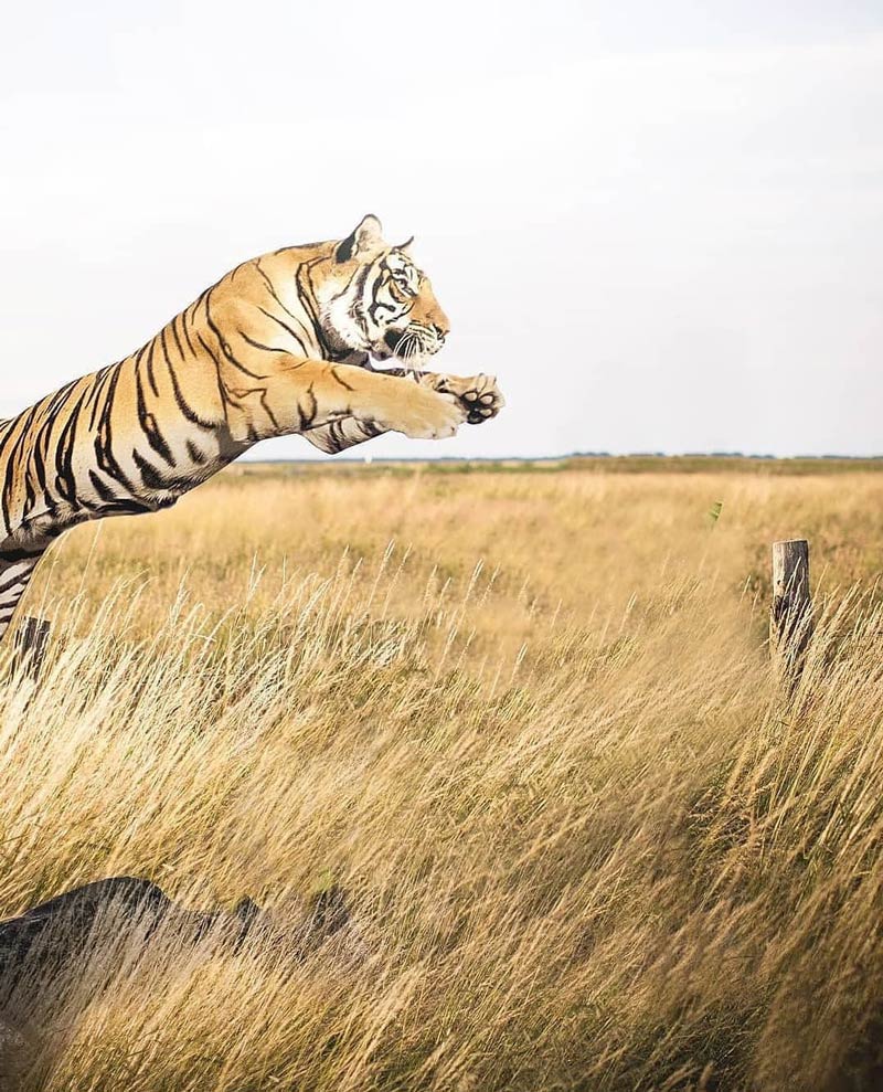 Jumping Tiger PicsArt Background Free Stock Image